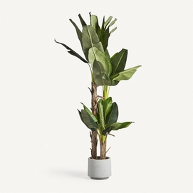 PLANTA PLATANERO