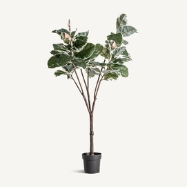 PLANTA ROBLE BLANCO