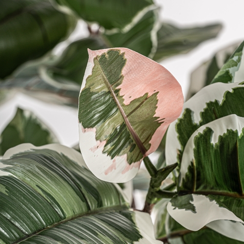 PLANTA ROBLE BLANCO