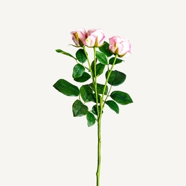 PLANTA ROSAL