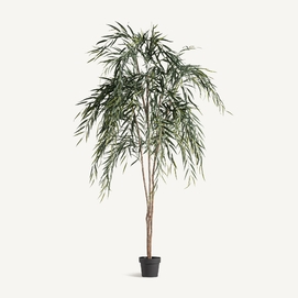 PLANTA SAUCE