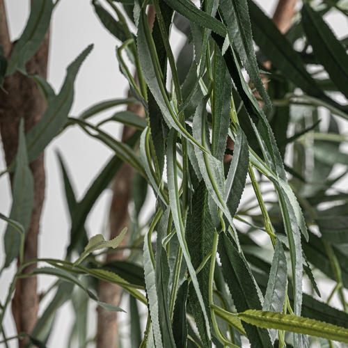 PLANTA SAUCE