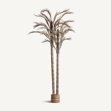 PLANTA ARECA PLANTA ARECA