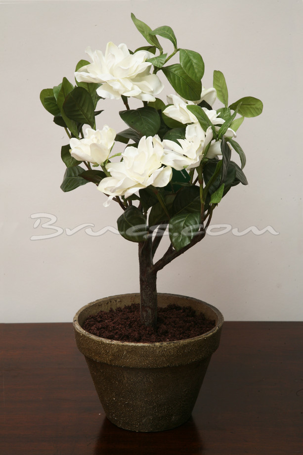 MACETA GARDENIAS BLANCAS