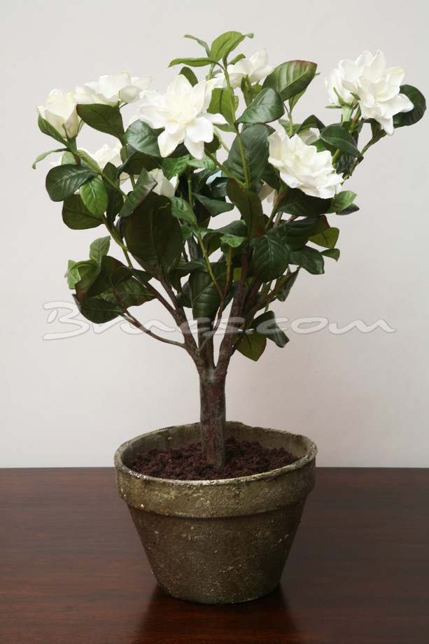 MACETA GR. GARDENIAS BLANCAS