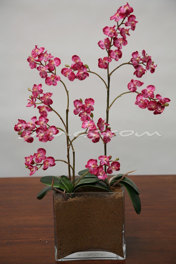 RAMA GR. ORQUIDEAS C/FUCSIA