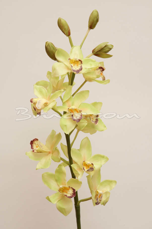 RAMA ORQUIDEA C/ VERDE