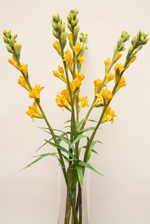 RAMA TUBEROSE C/AMARILLA