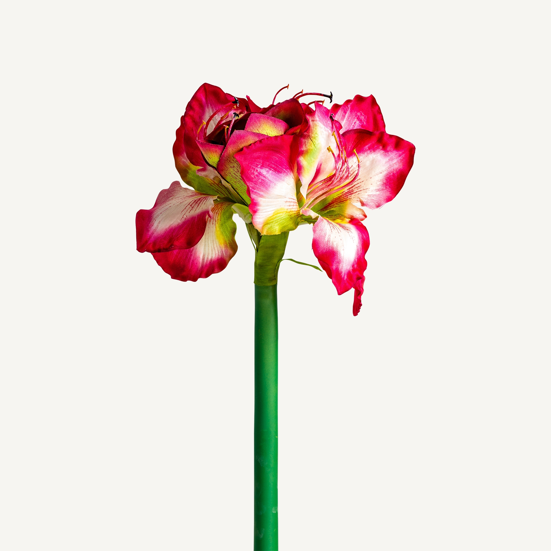 FLOR AMARYLLIS